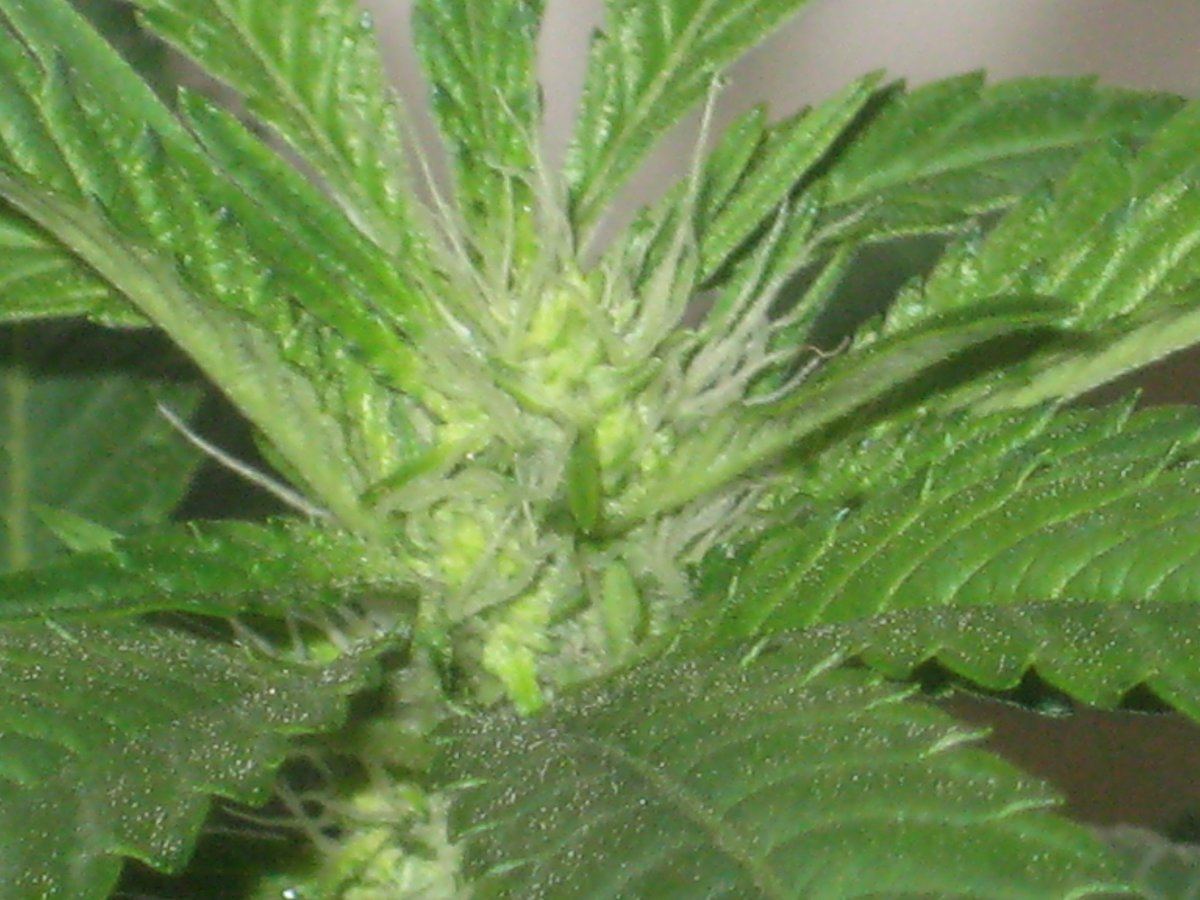 Sd2 day27f a
