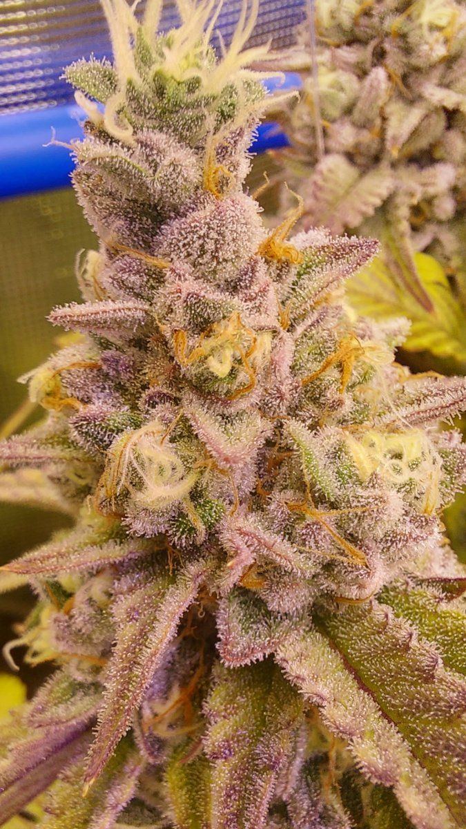 Sd3week7