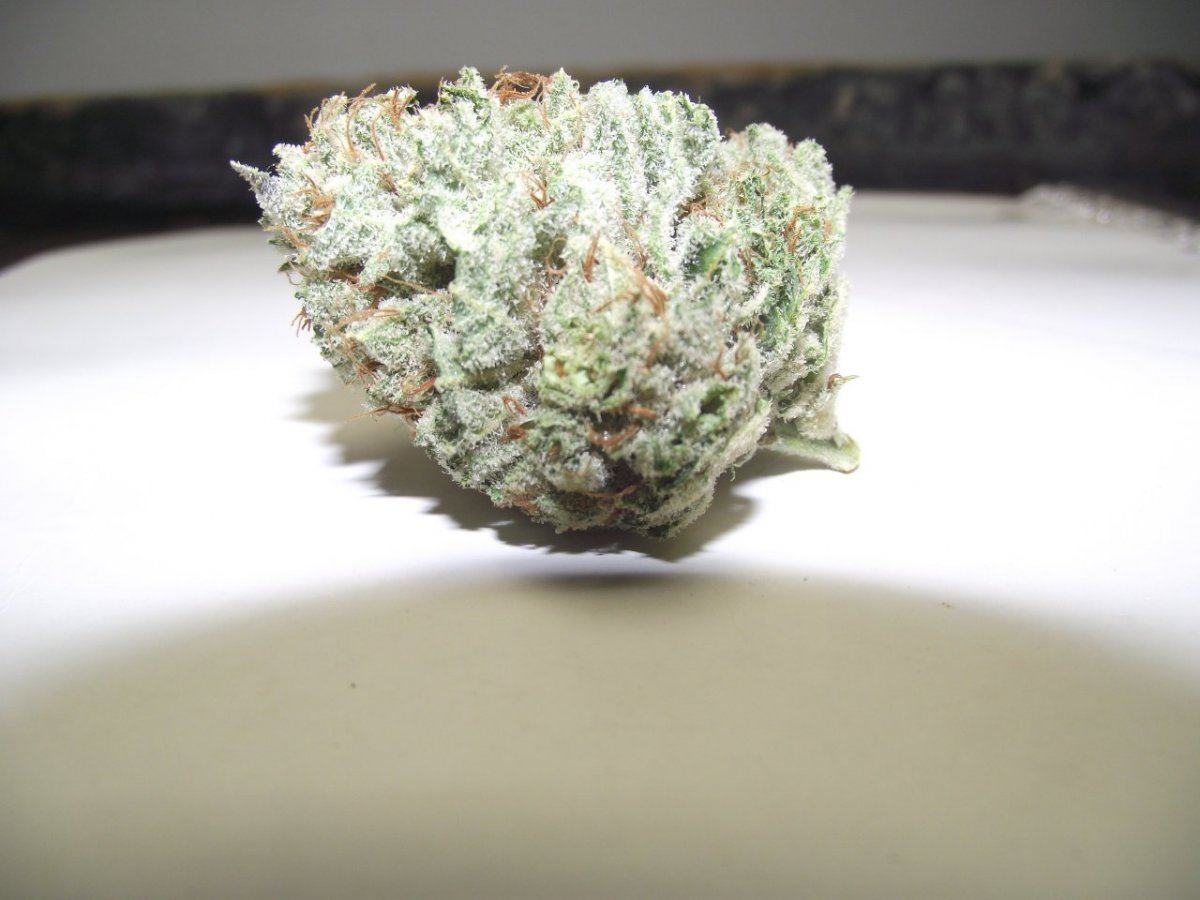 Sdawg 036