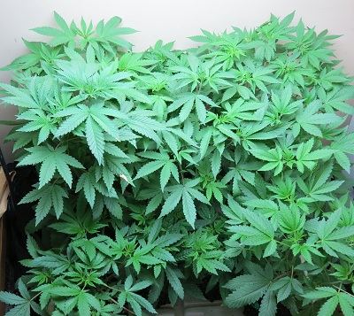 Sdc growing og chem 3