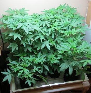 Sdc growing og chem 4