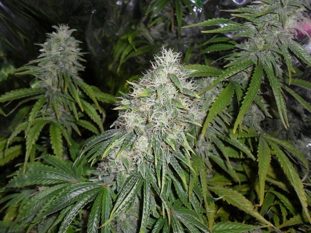 SDC10013 640x480