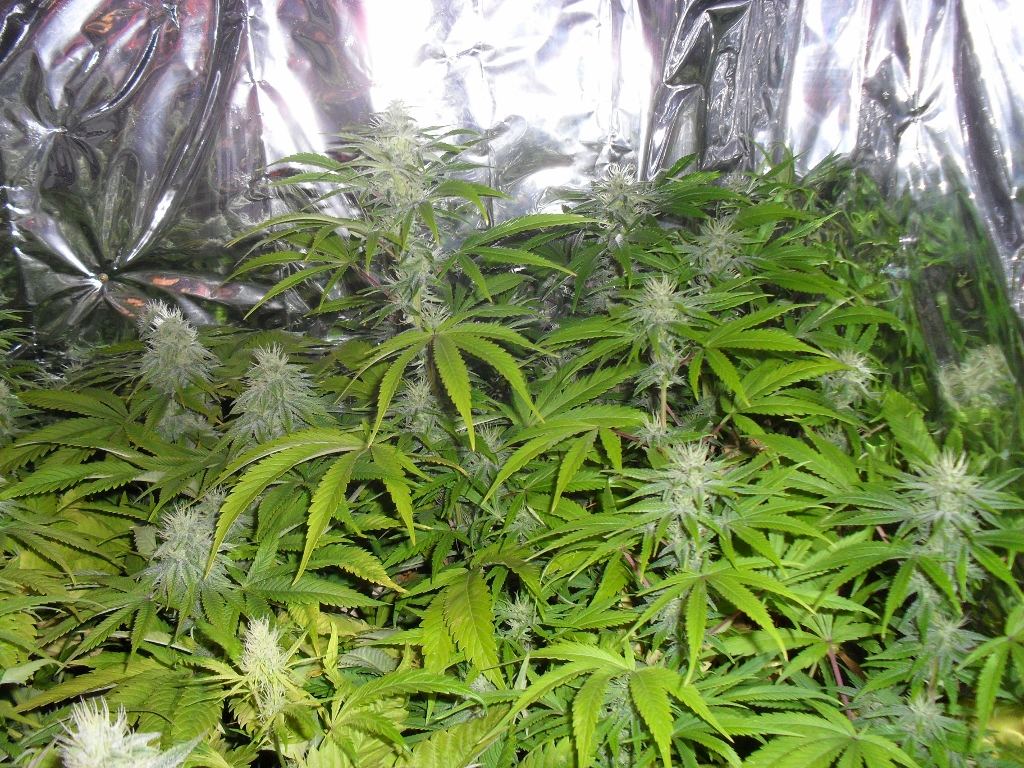 SDC10040 1024x768