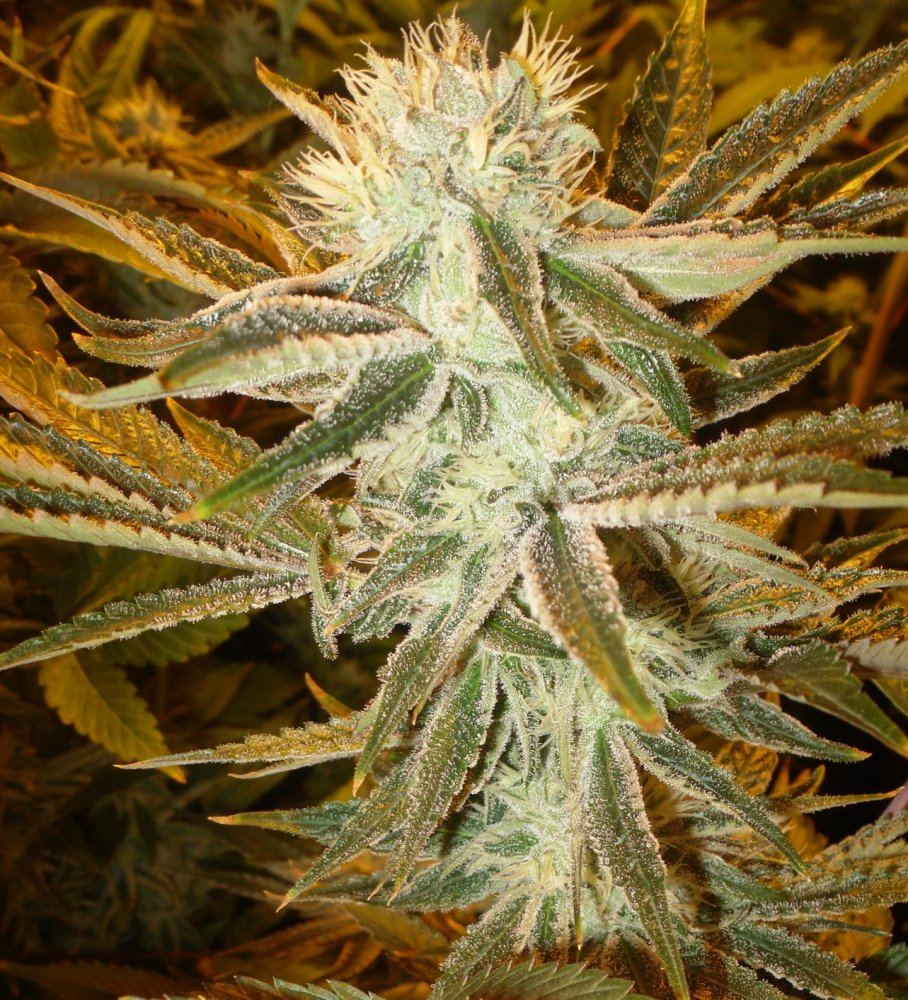 SDC11102