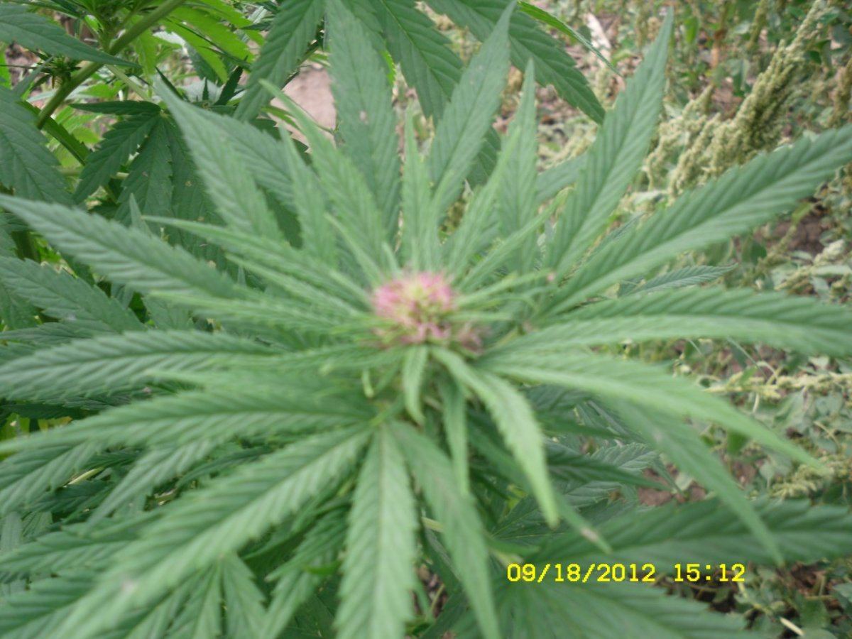 SDC11110