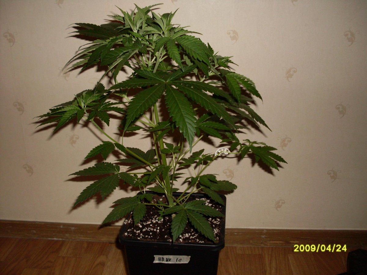 SDC11402