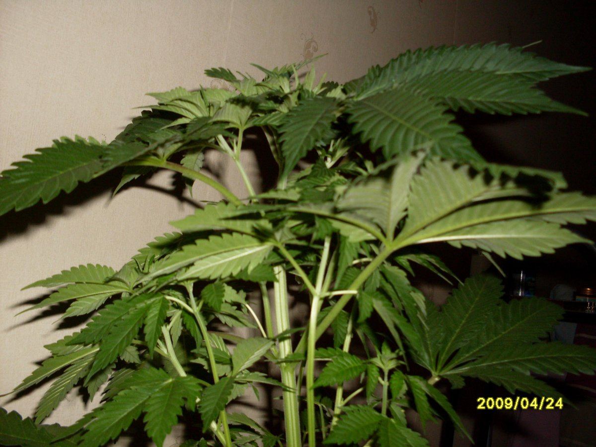 SDC11409