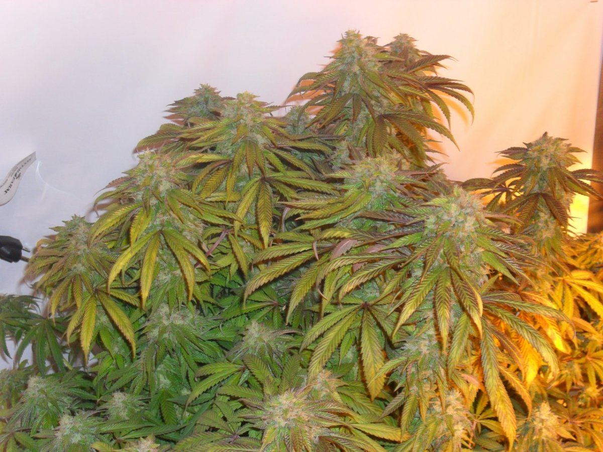 SDC11708