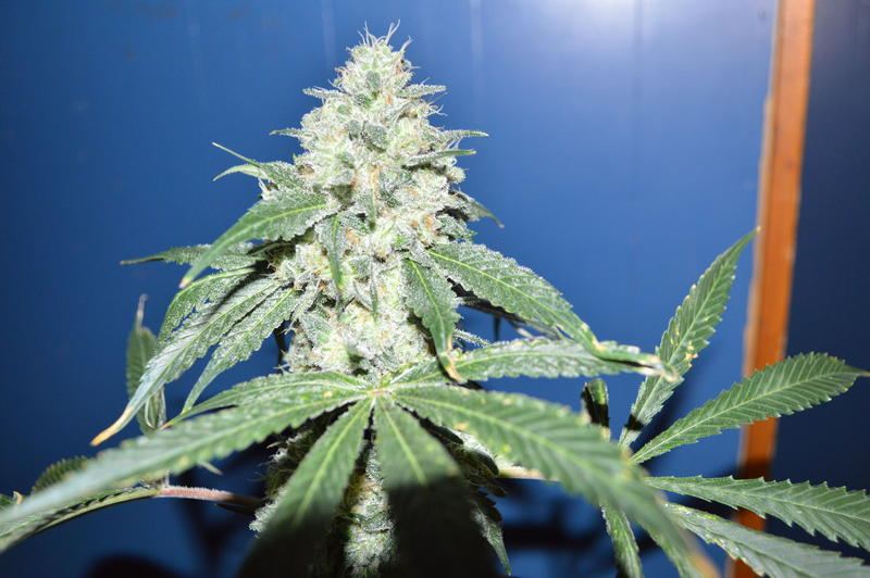 Sdpjb2a