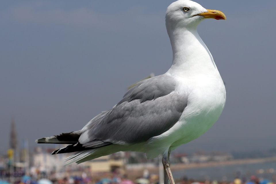 Se