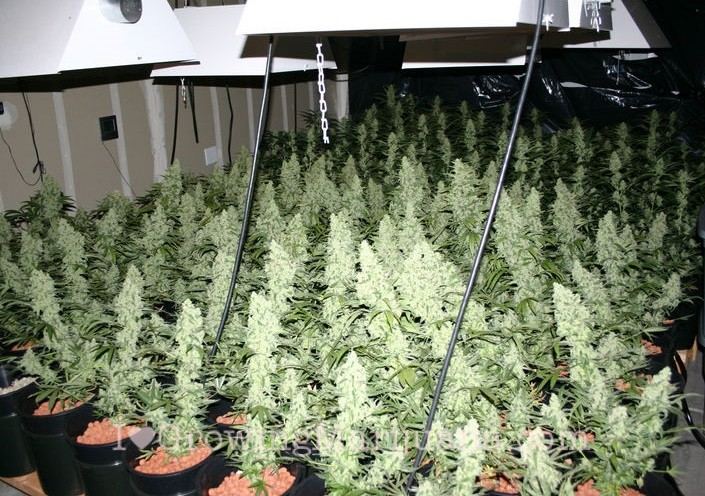 марихуана методы выращивания