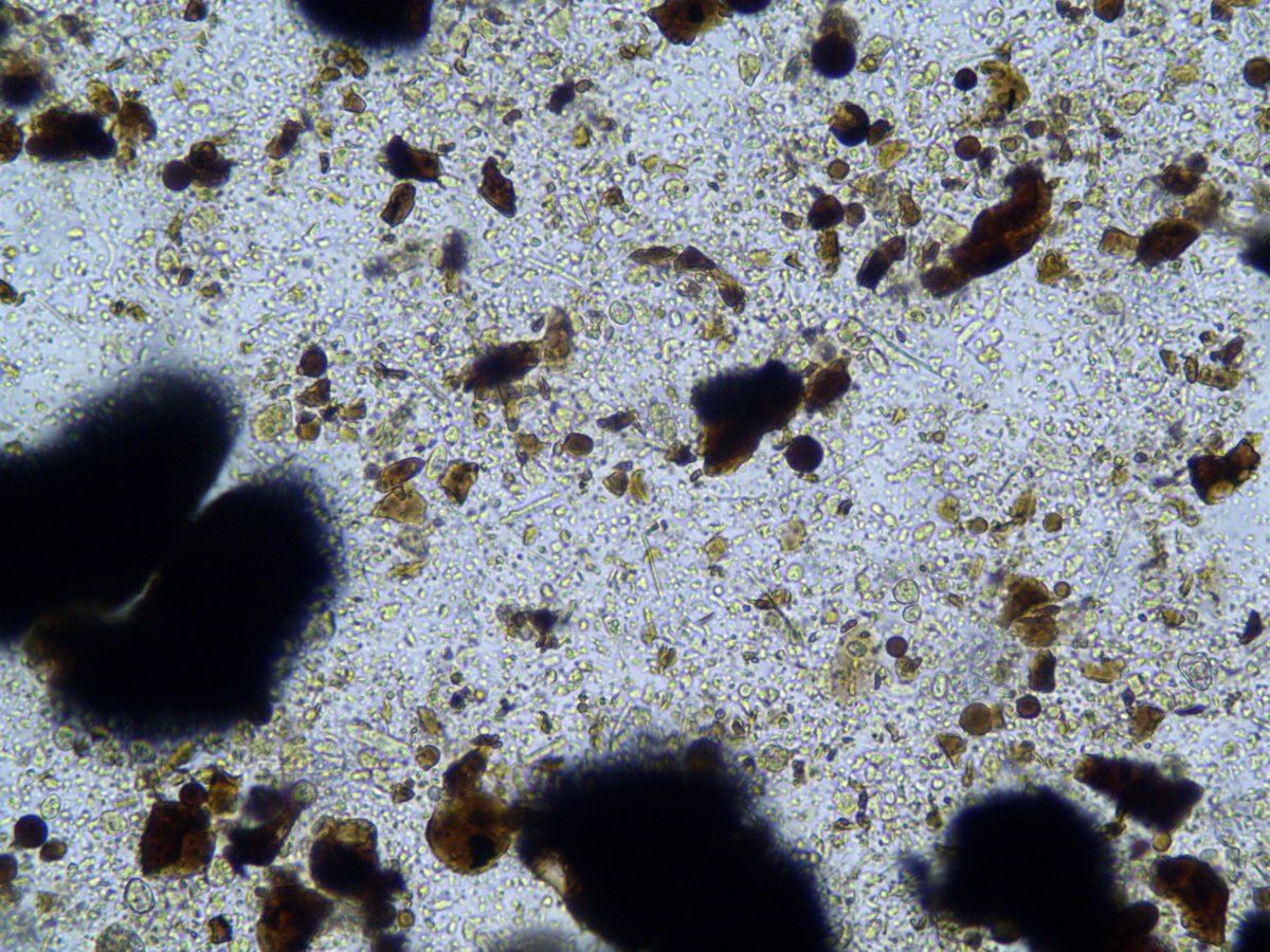 Seagreen5xdilution11