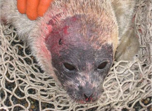 Seal