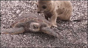 Seal rides turtle