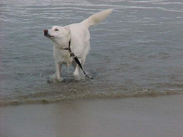 Seamissyrun