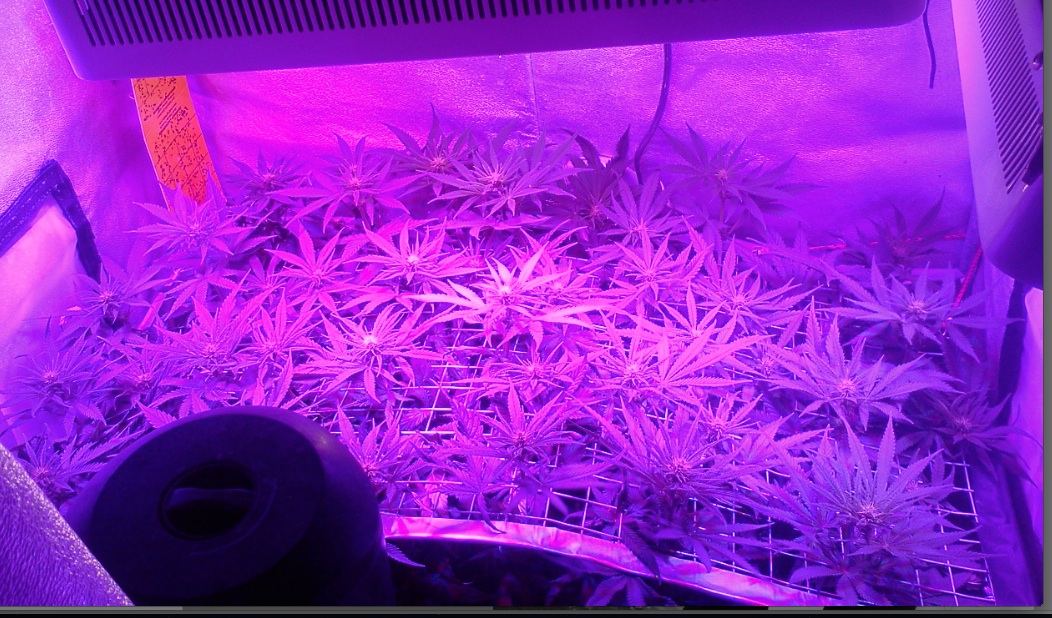 Seamsters local 420   1st time scrog