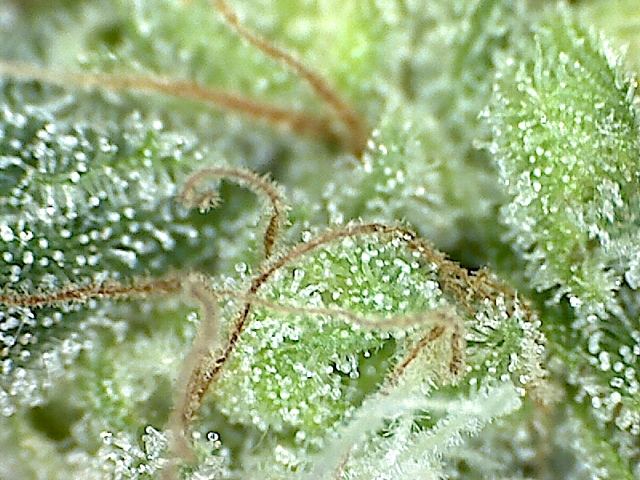 Seawarp week 8