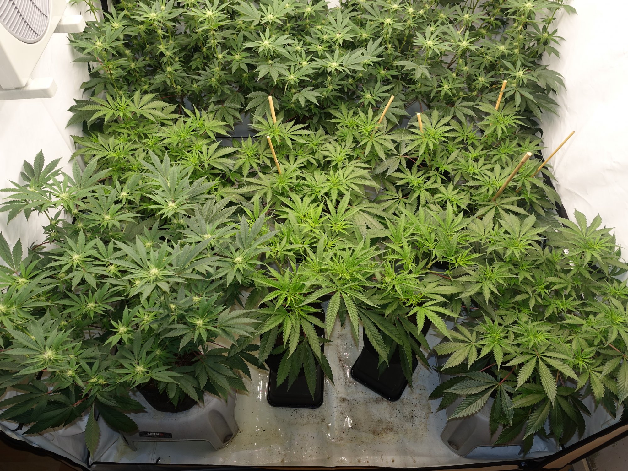 Sebs grow thread   cocoledhps 3