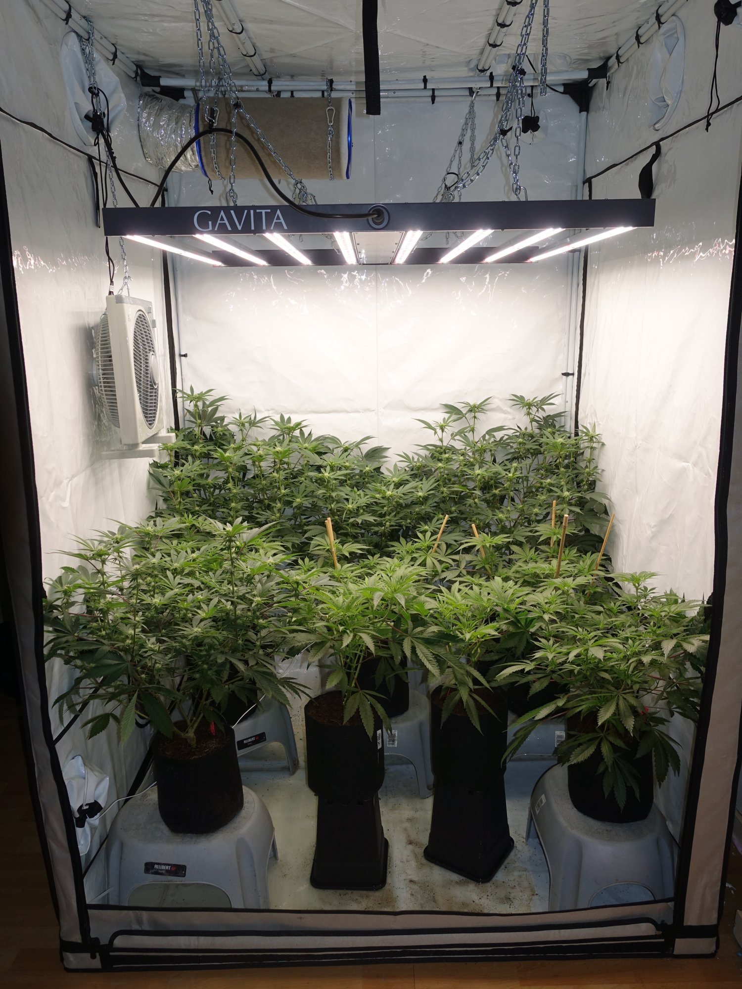 Sebs grow thread   cocoledhps 4