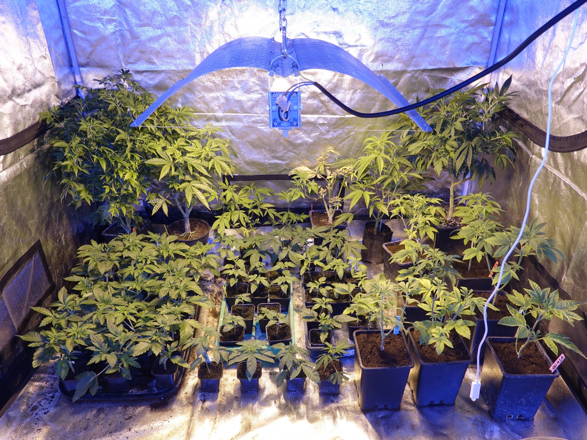 Sebs grow thread   cocoledhps 5