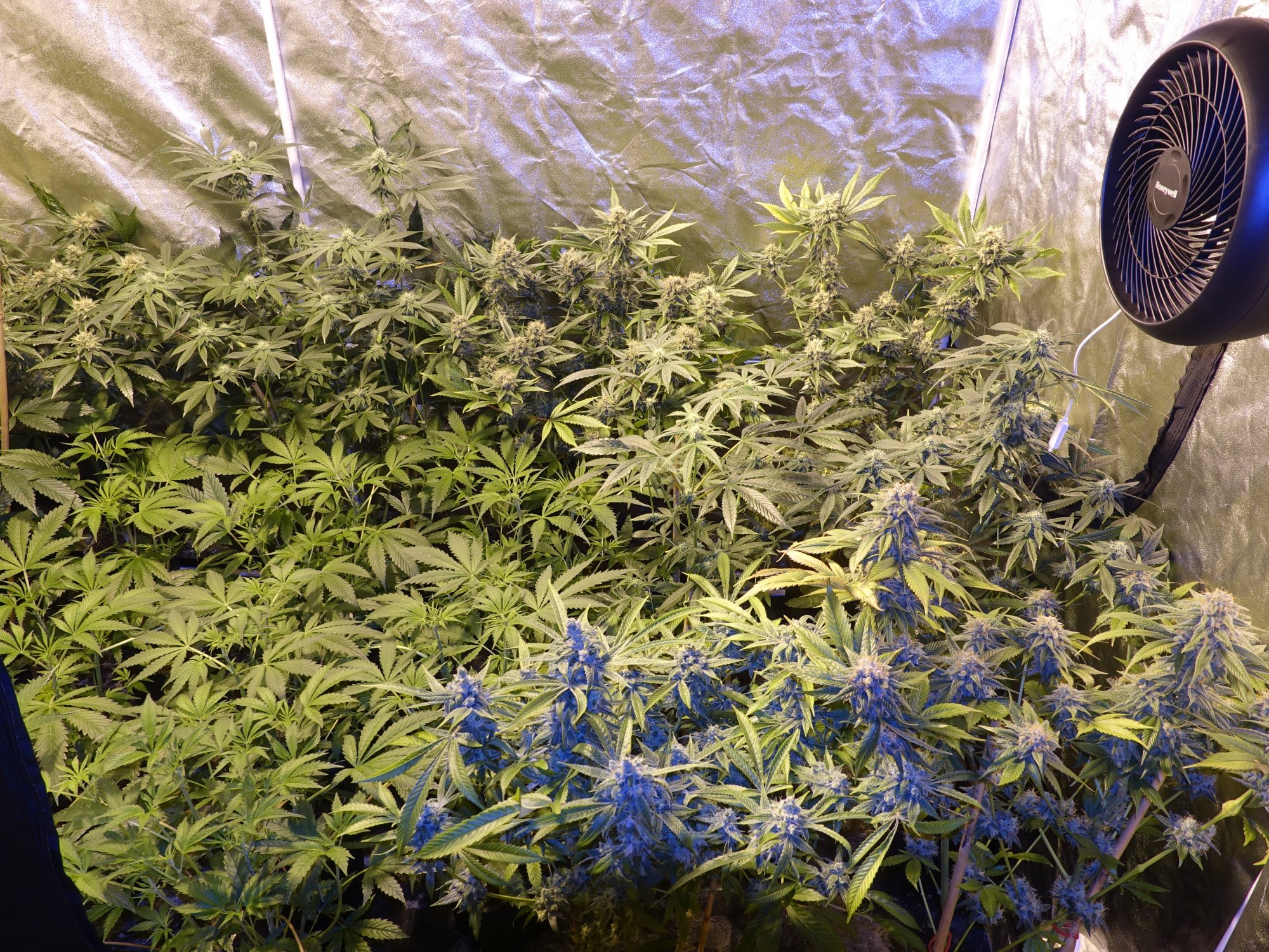 Sebs grow thread   cocoledhps 6