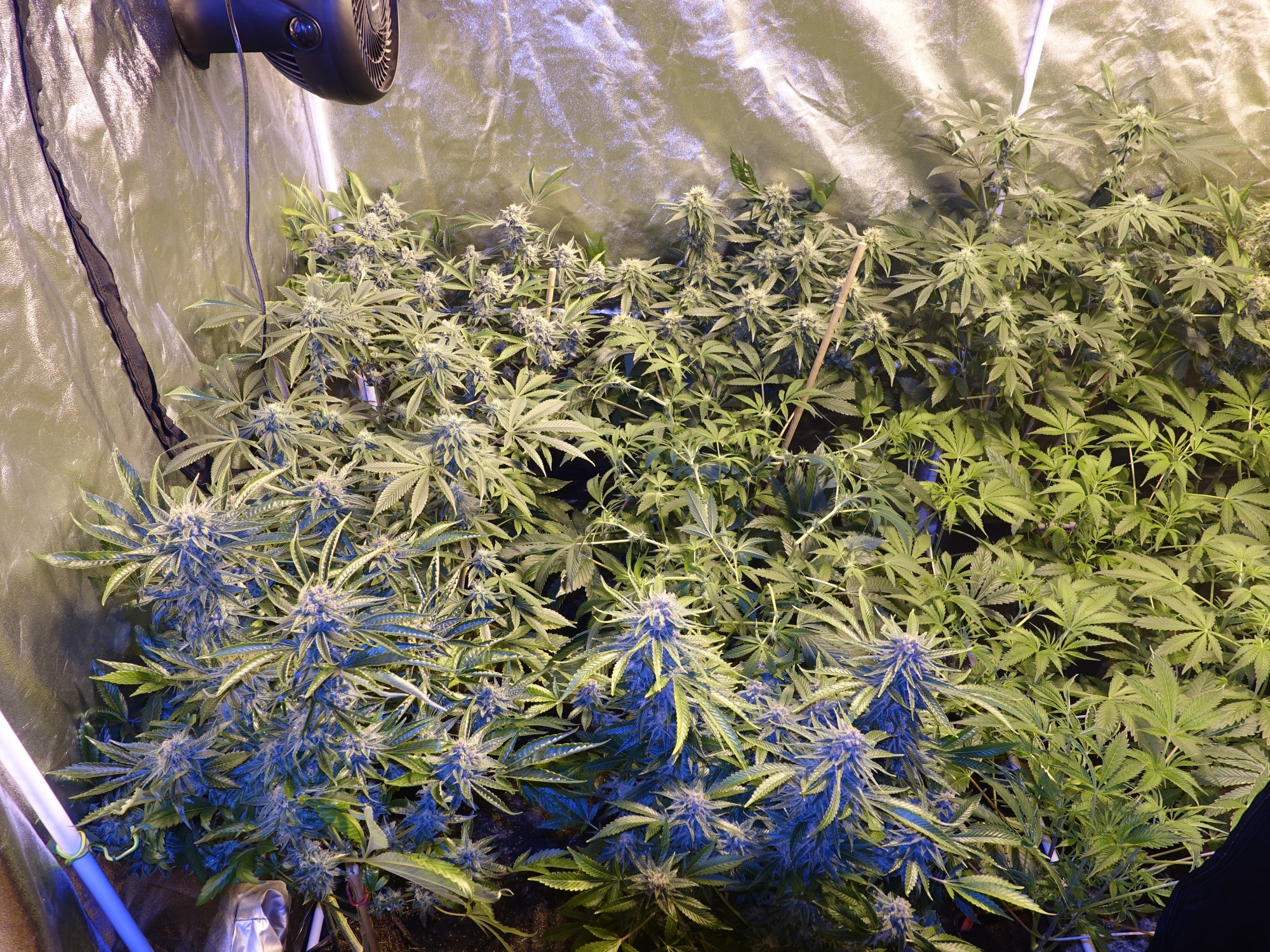 Sebs grow thread   cocoledhps 7