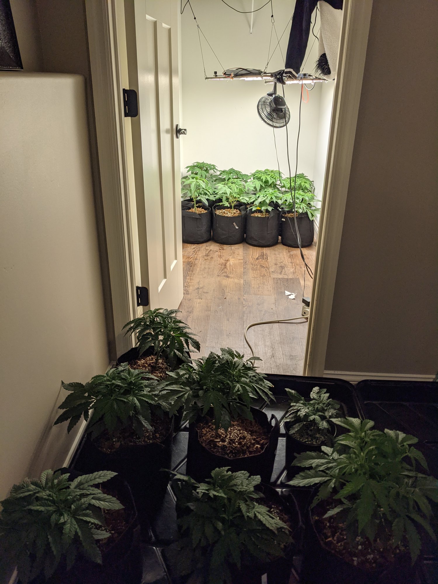 Second grow 8 strains in coco 3