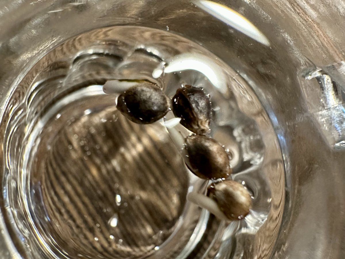 Second grow   blackberry moonrocks 2