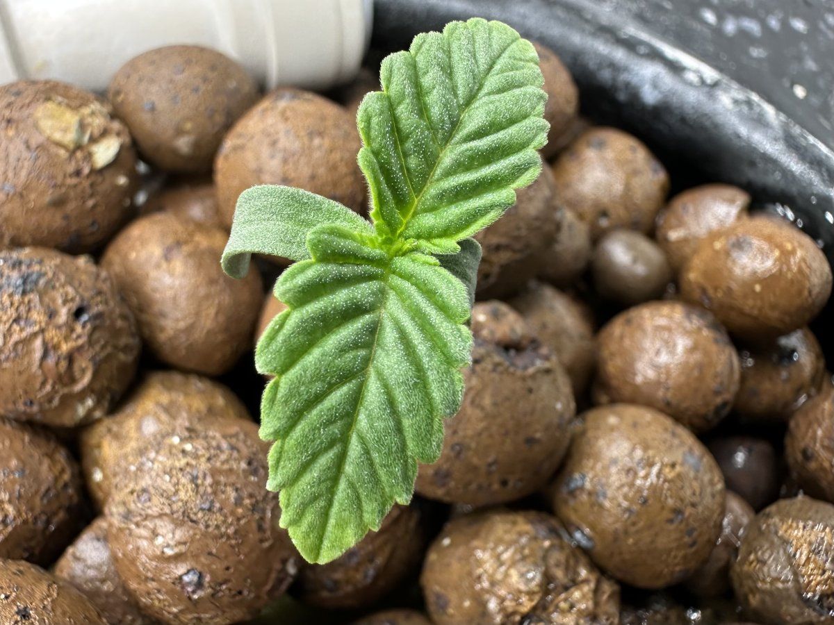 Second grow   blackberry moonrocks 6