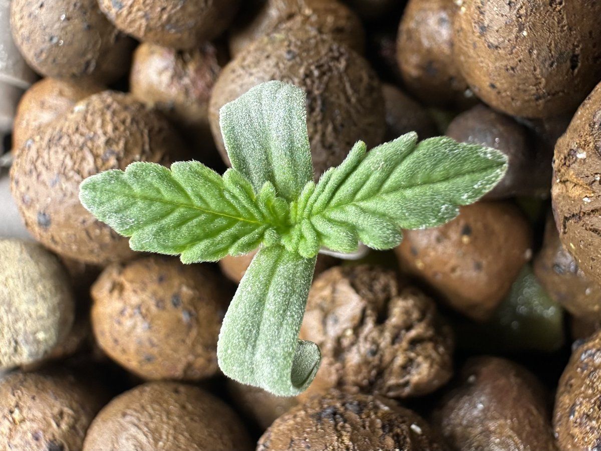 Second grow   blackberry moonrocks 7