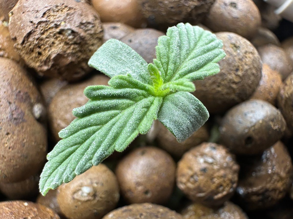 Second grow   blackberry moonrocks 8