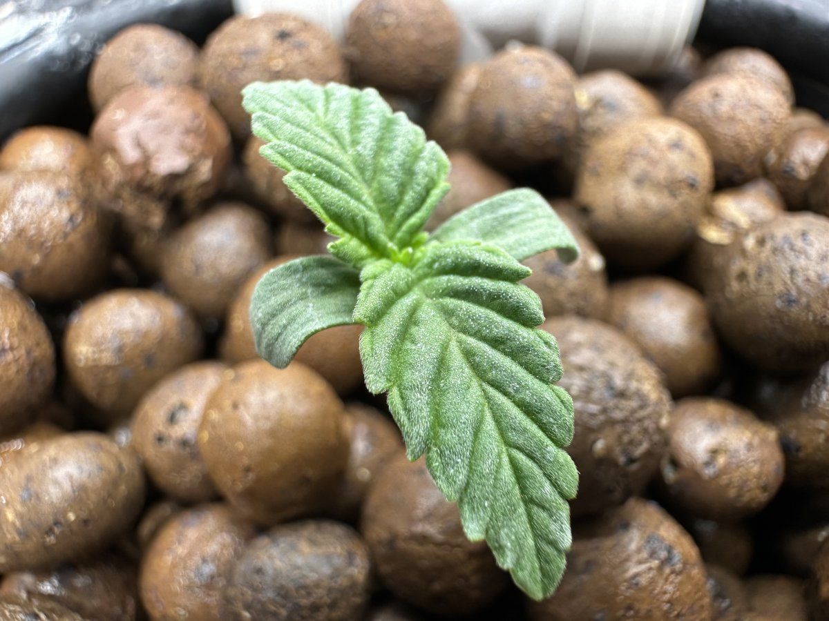 Second grow   blackberry moonrocks 9