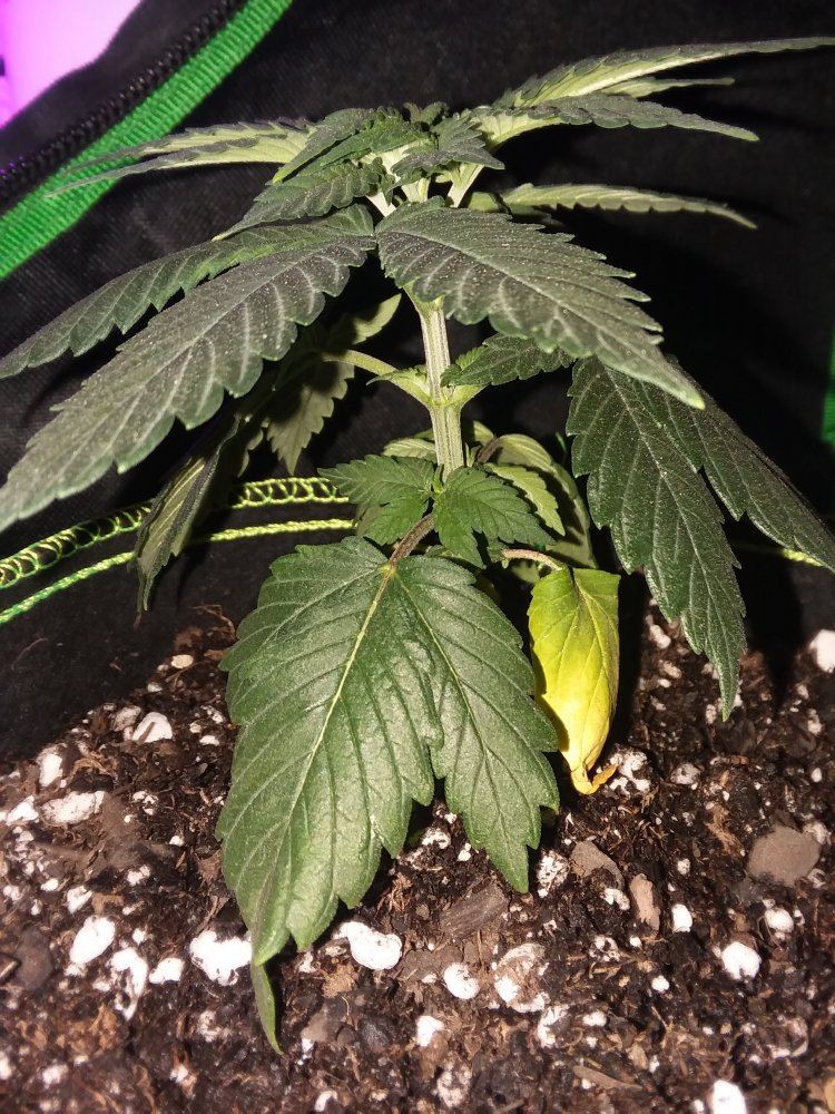 Second grow   drooping yellowing 2