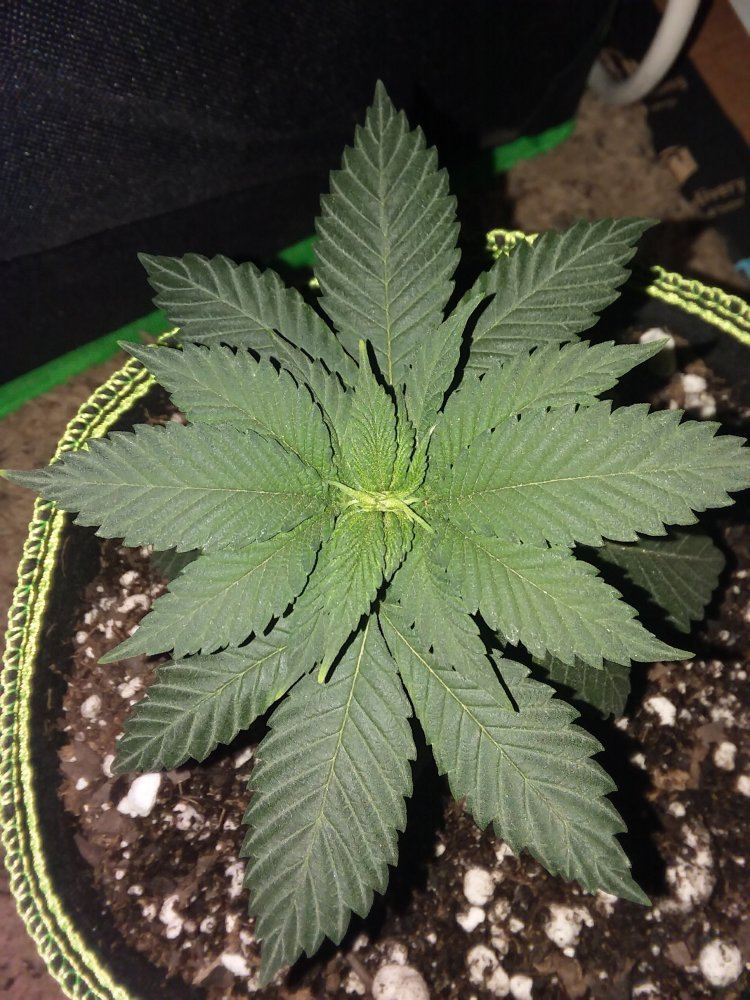 Second grow   drooping yellowing 3