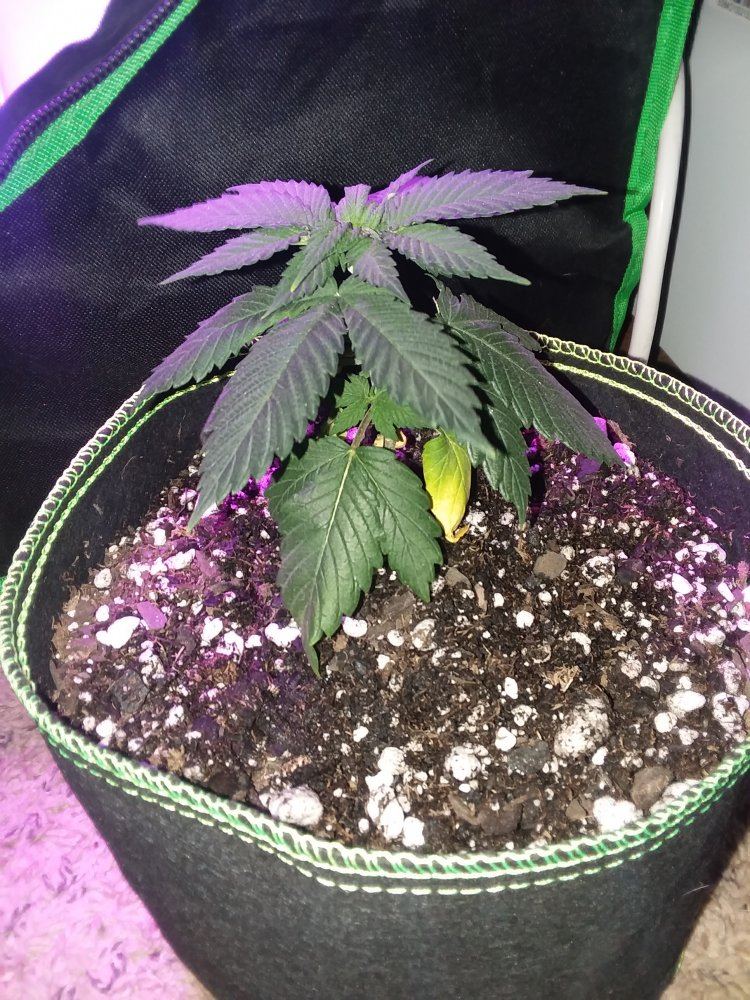 Second grow   drooping yellowing 5