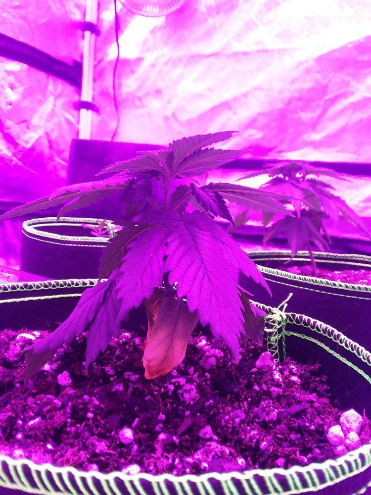Second grow   drooping yellowing