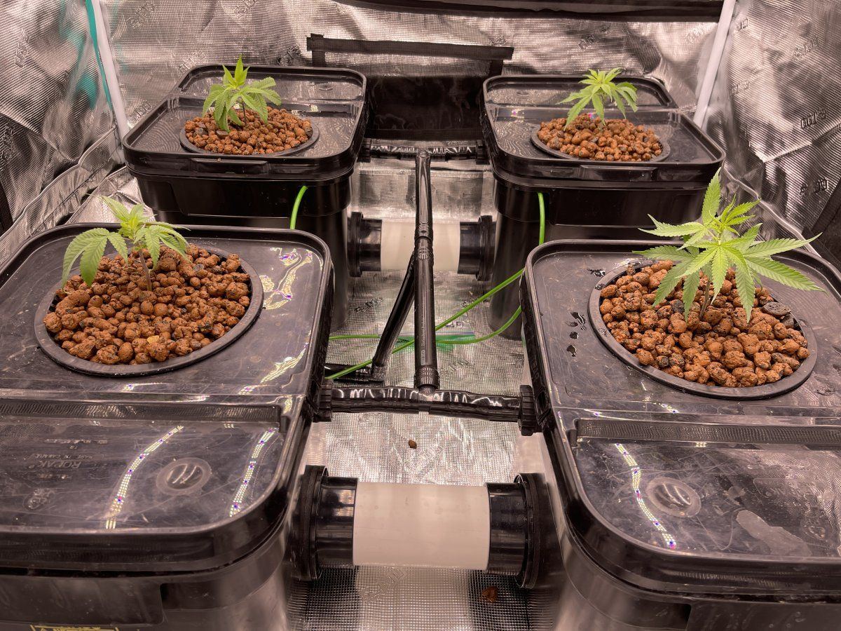 Second grow ever rdwc system 2