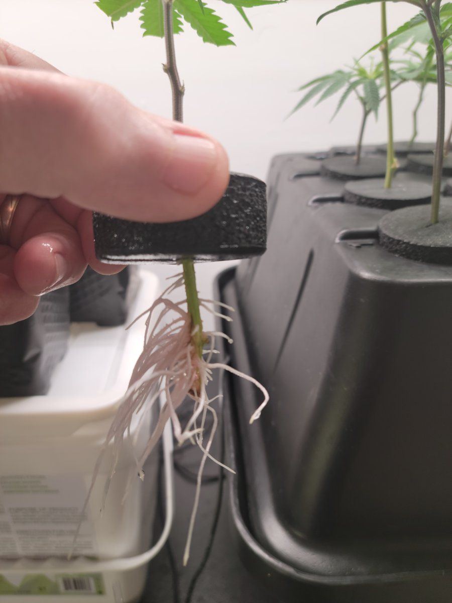 Second grow ever rdwc system 3
