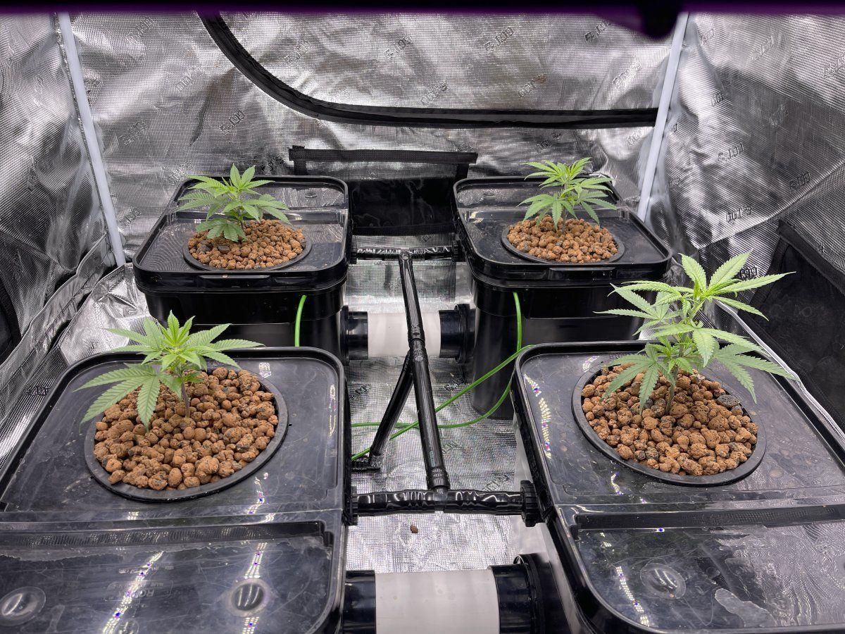 Second grow ever rdwc system