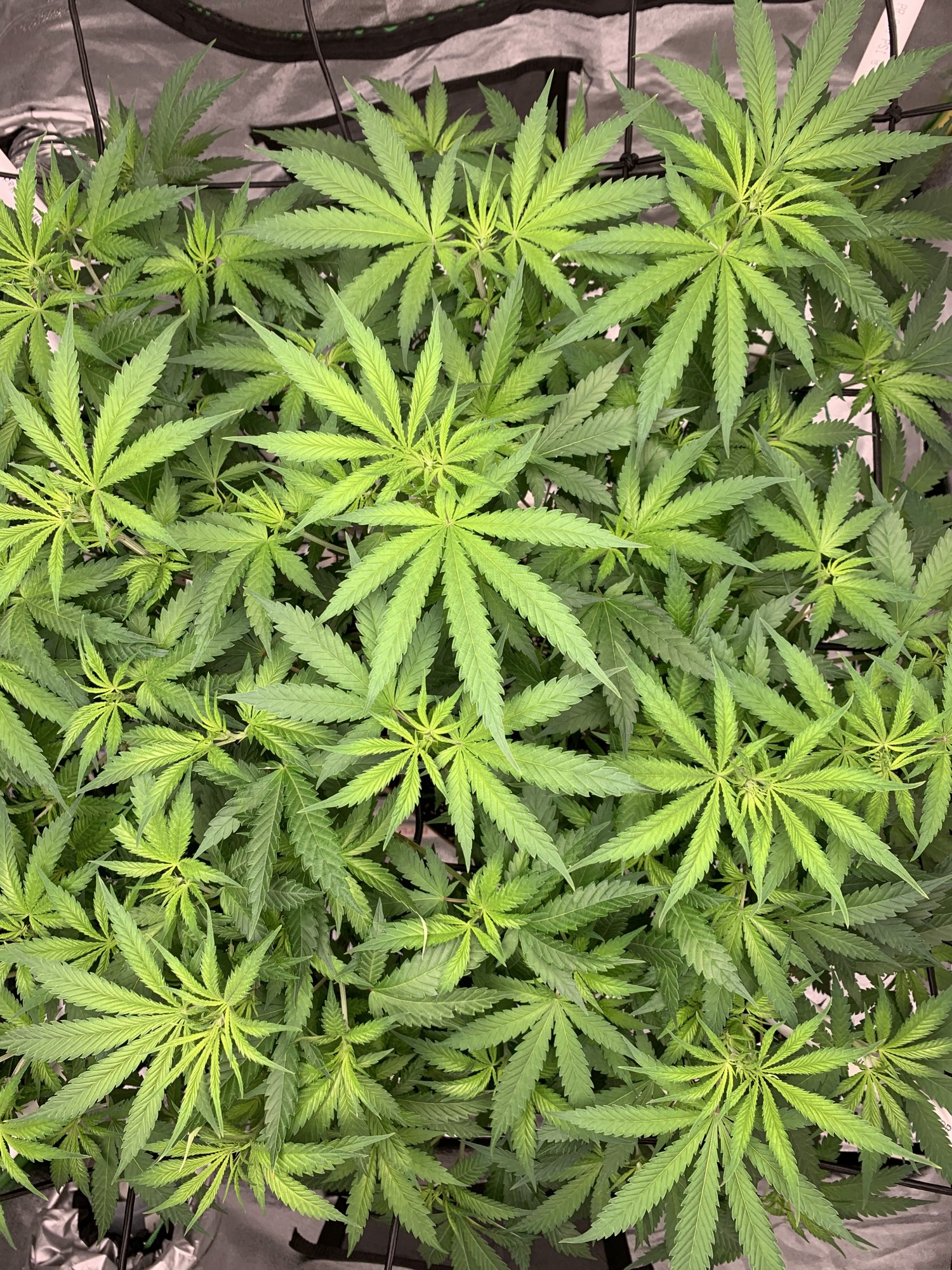 Second grow for rookie veteran 10