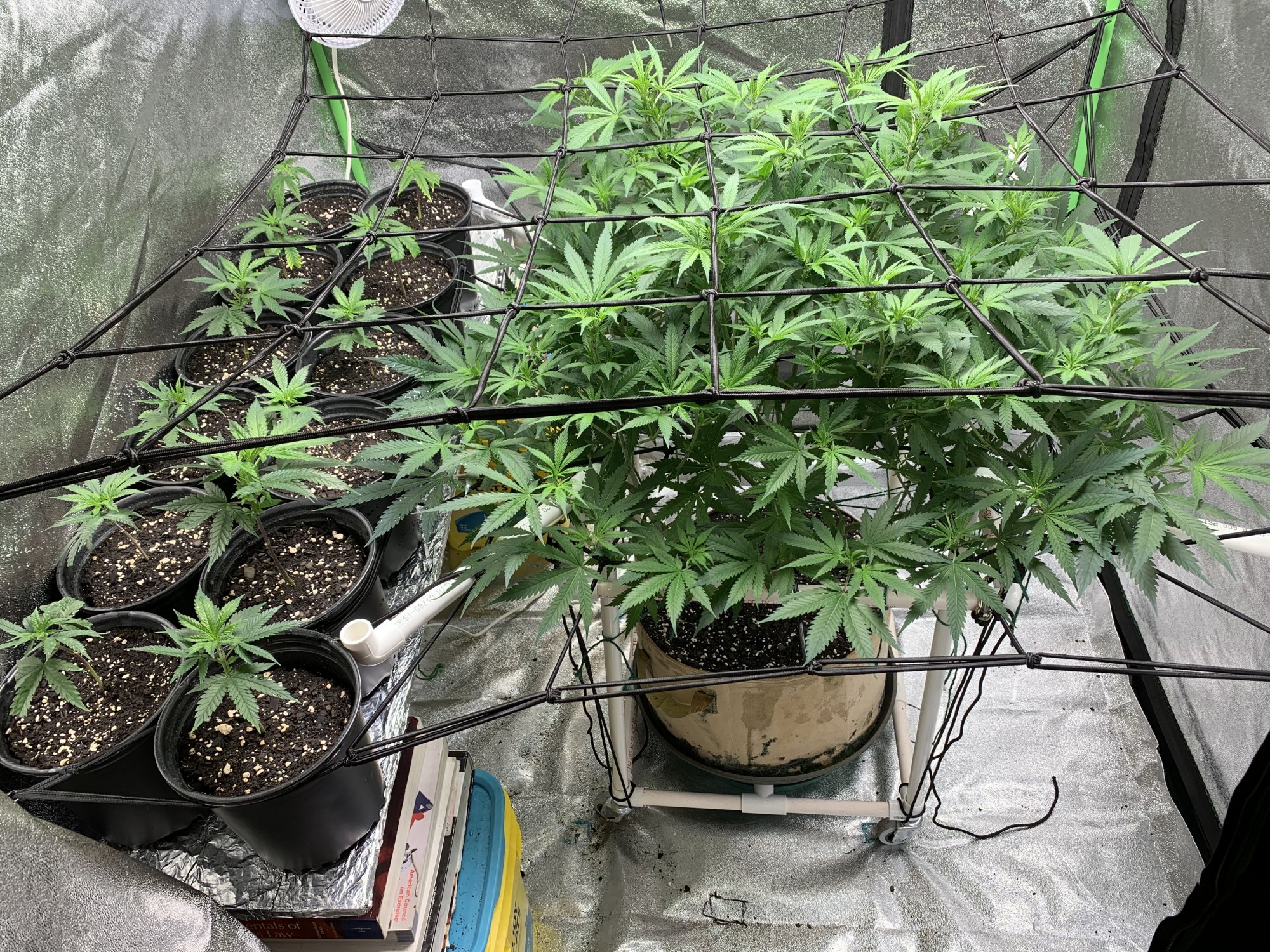 Second grow for rookie veteran 11