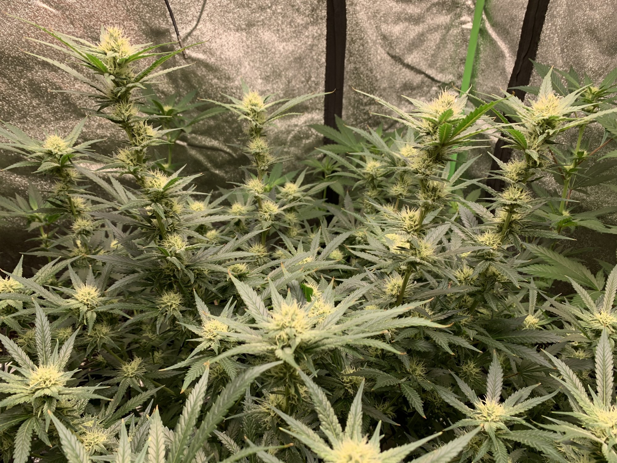 Second grow for rookie veteran 12