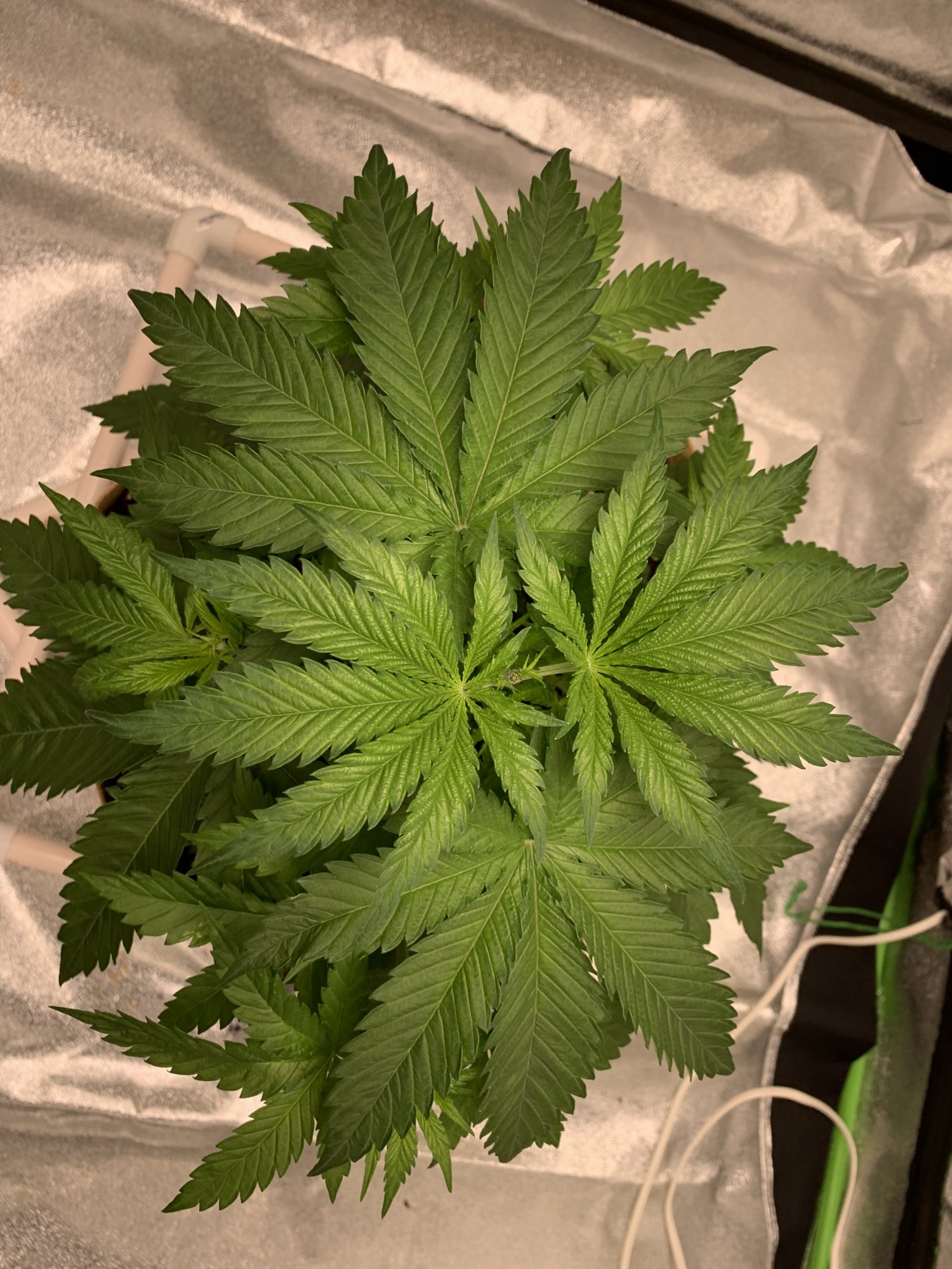 Second grow for rookie veteran 2