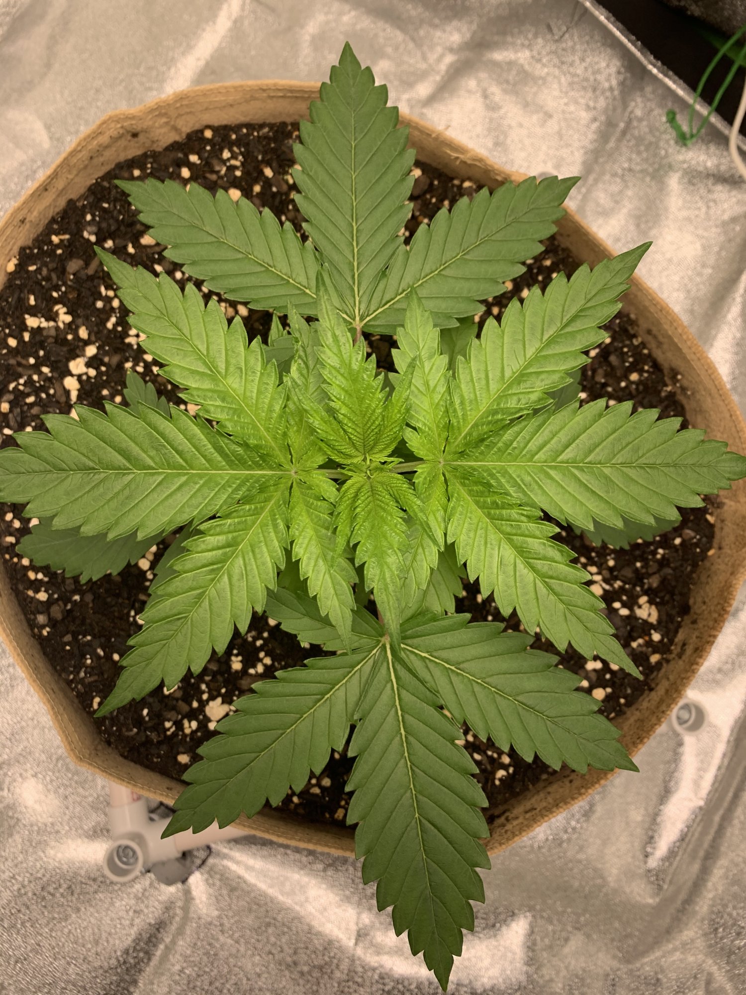 Second grow for rookie veteran 3