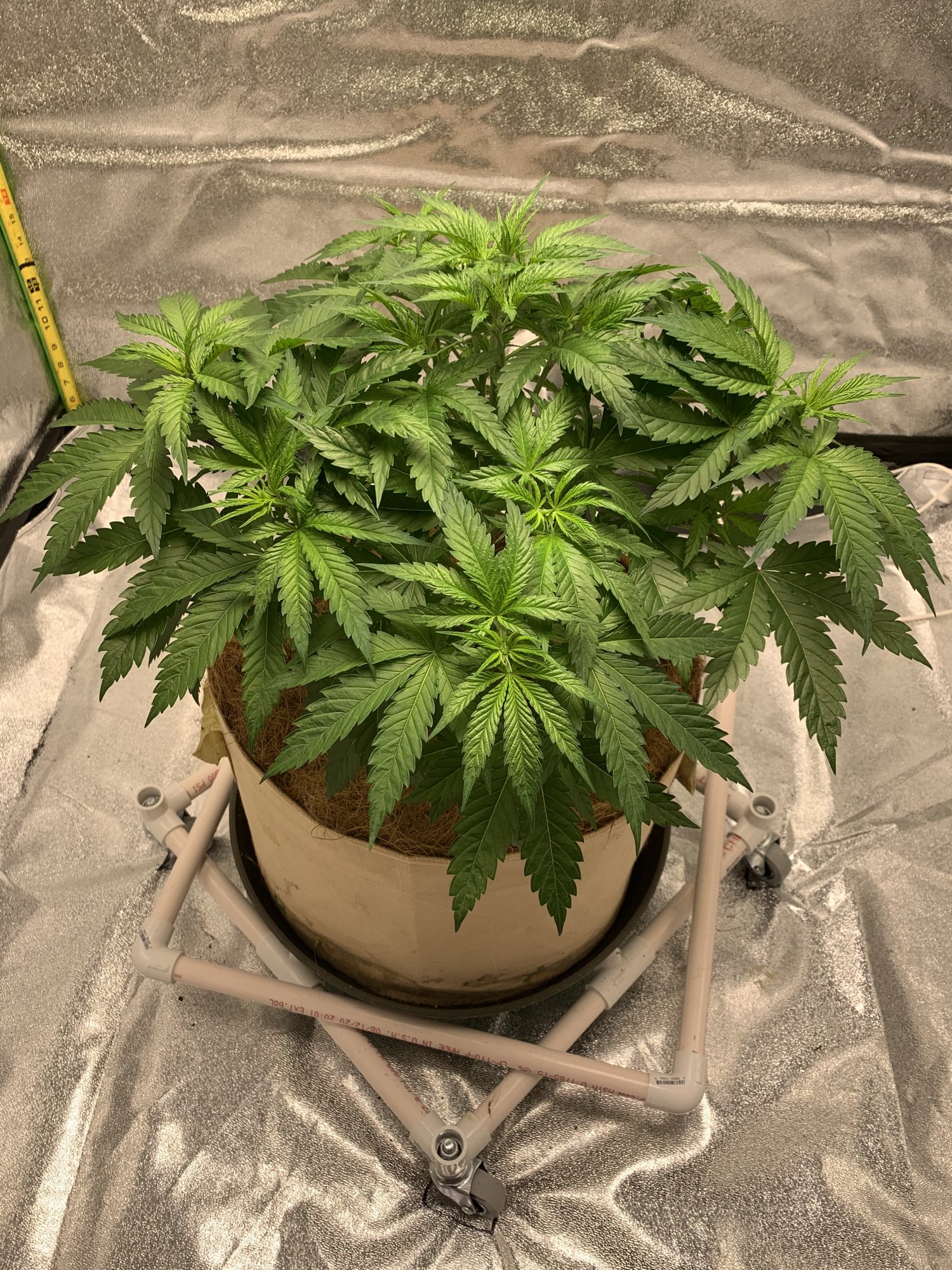 Second grow for rookie veteran 4