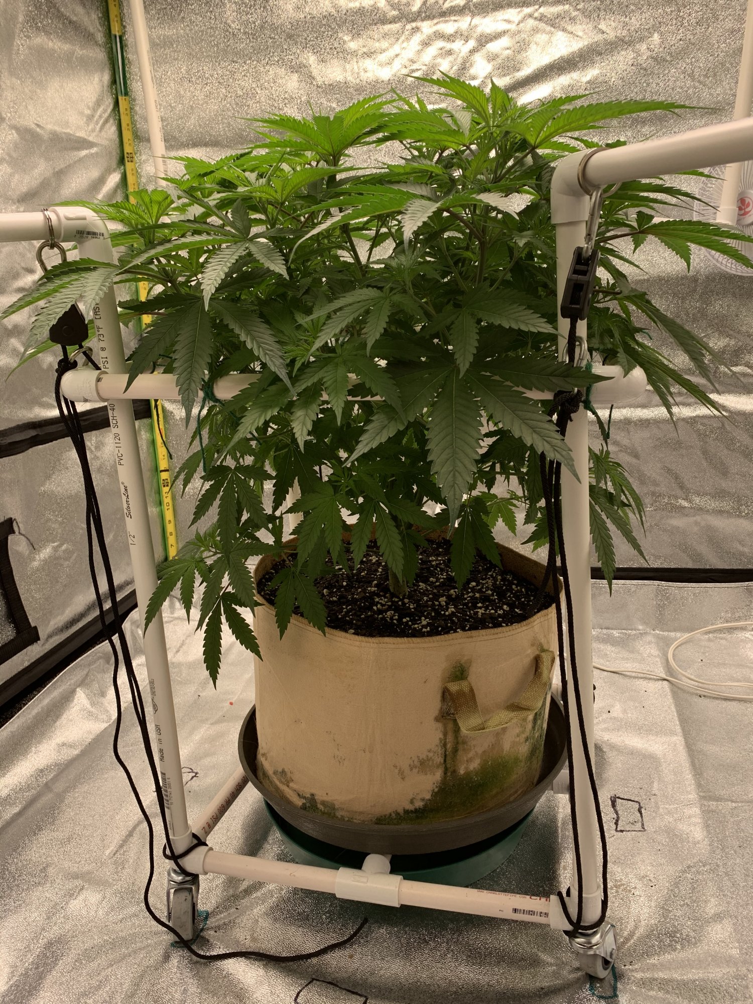 Second grow for rookie veteran 5