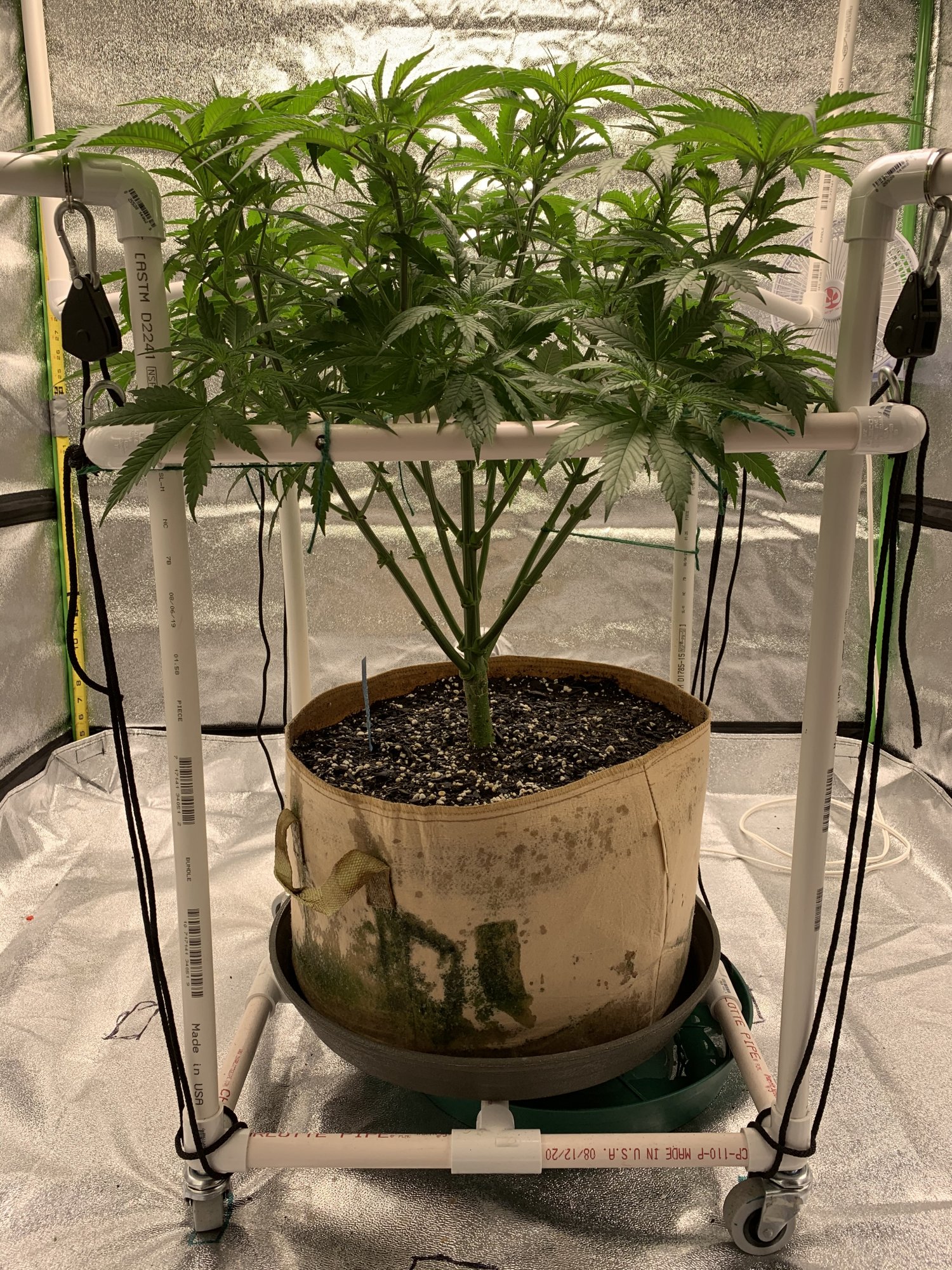 Second grow for rookie veteran 6