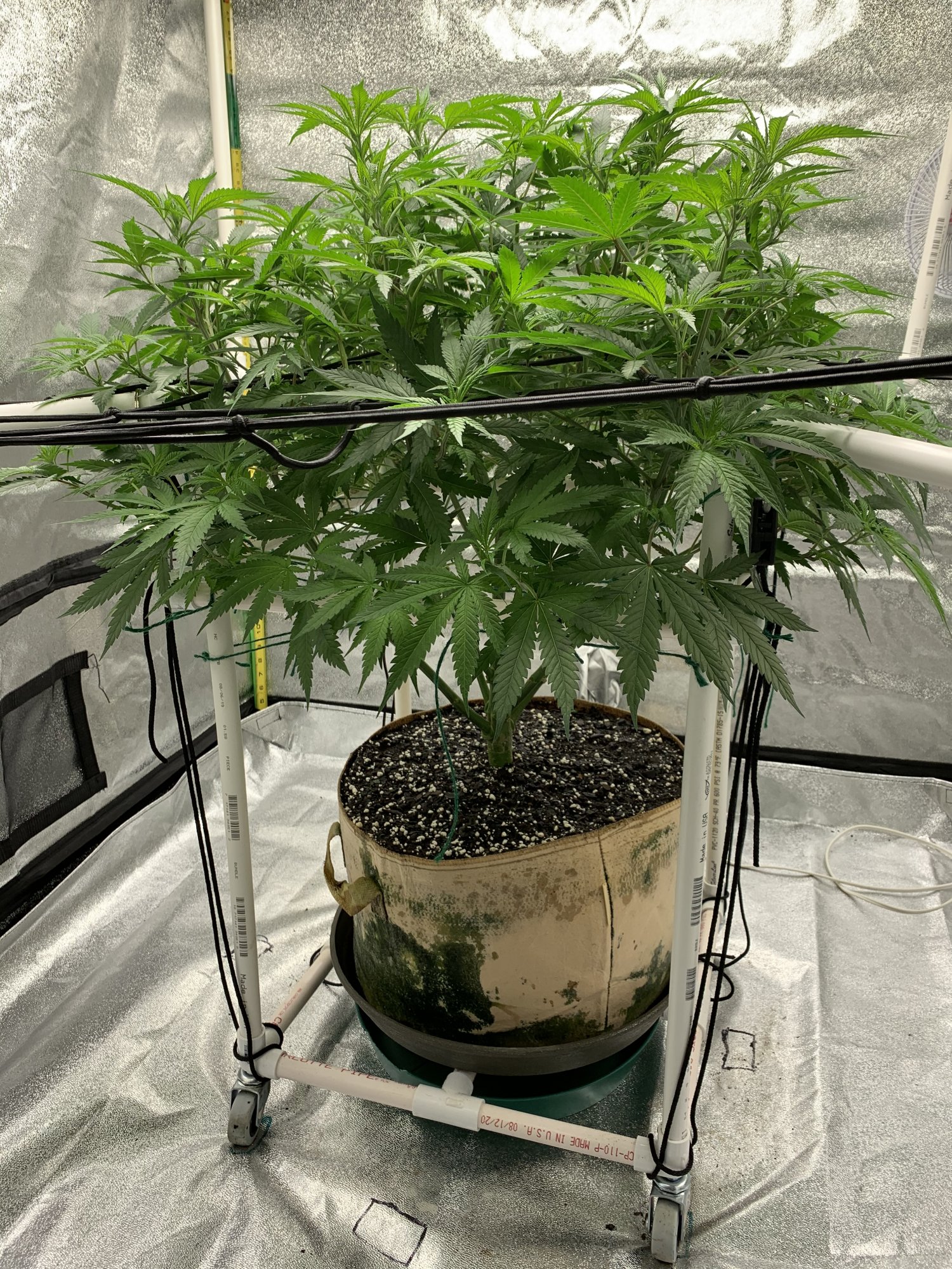 Second grow for rookie veteran 8