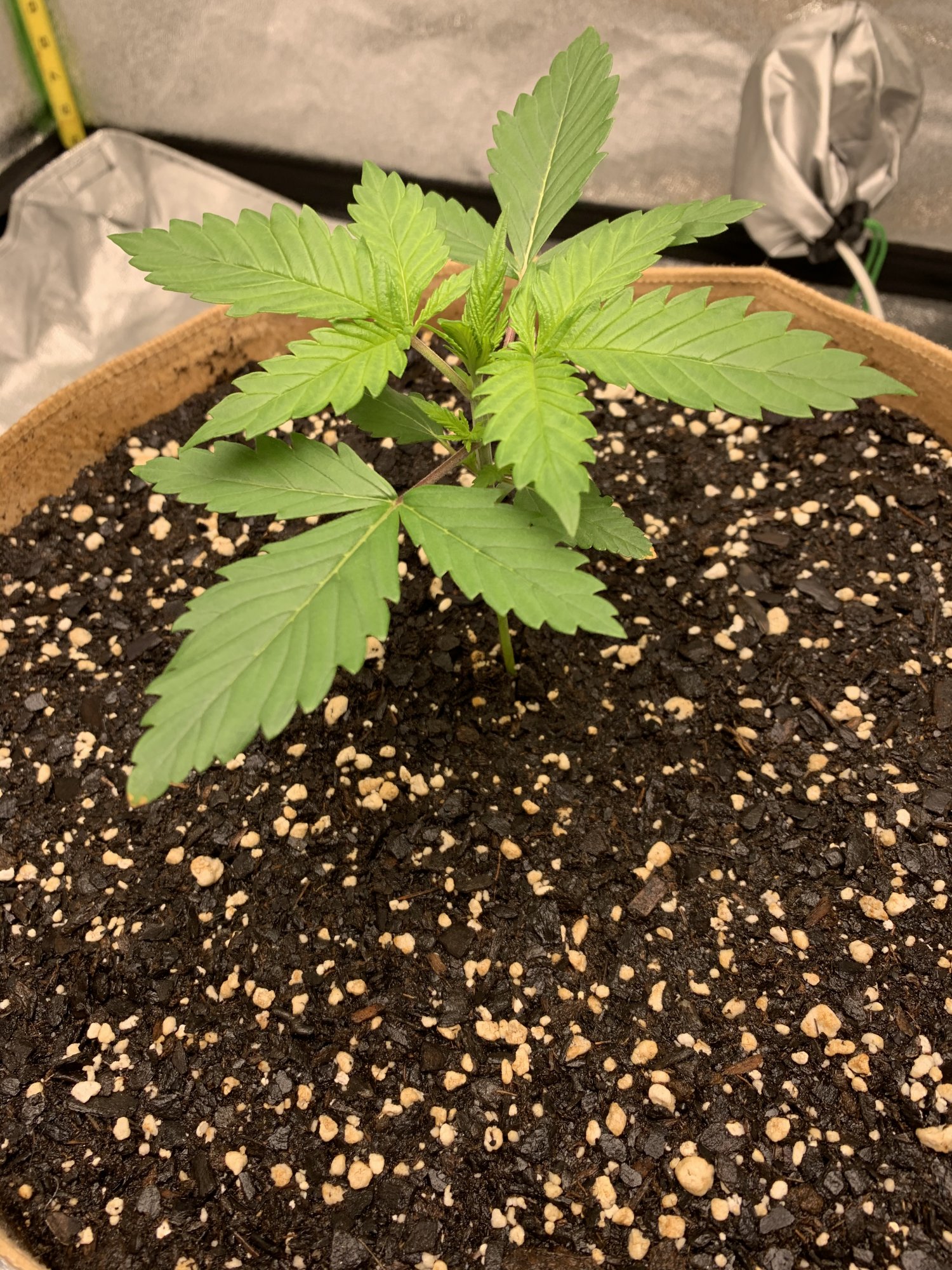 Second grow for rookie veteran