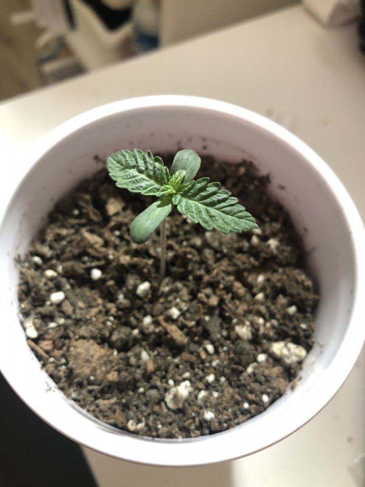 Second grow   hawaiian snow bag seed 2